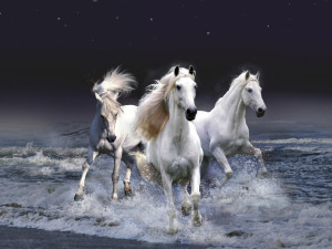 White-Horse-horses-35203667-1600-1200