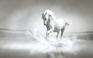 white-horse-5