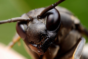 black wasp 1