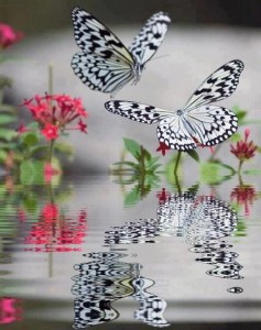 butterflies-reflection-237x300