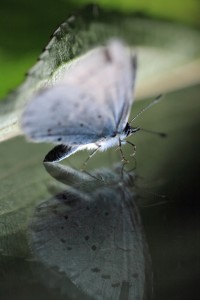 butterfly-reflection