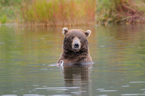 190_1Brown_Bear_Portrait_and_Fall_Reflection