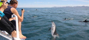 dolphin-encounter2_2167_1