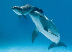 mother-baby-dolphin_52365_600x450
