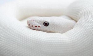 Dream-of-white-snake-is-lucky-7-dreams-to-win-lotto