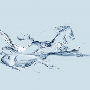 Water Horse iPad Wallpaper HD