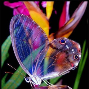 amazing-transparent-butterfly