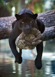 black-jaguar-hanging-out