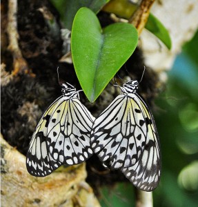 heart-butterfly