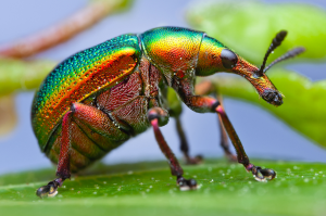 insects-closeup-03