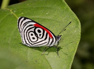 the-world_s-top-10-most-amazing-butterflies-3