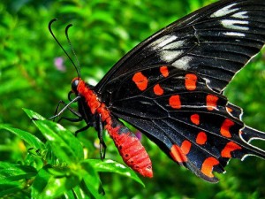 the-world_s-top-10-most-amazing-butterflies-7