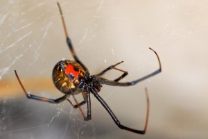 South African Black Widow