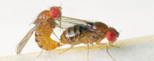 fruitfly-lovin