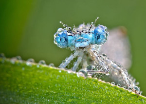 macro-dew-covered-insect-photos-6