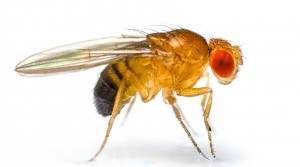 single-fruit-fly-drosophila-melanogaster-on-white-background-cropped