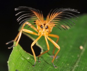 via-martablasco-http-pinterest-com-martablasco-amazing-insects-insects-spiders-animals-all-kinds-insects-bugs-creatures-things-amazing-animals-amazon