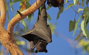 Black-flying-fox-bat-upsidedown-tree.jpg.838x0_q80