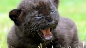 Watch-What-Happened-To-This-Cute-Panther-Cub-When-He-Tried-To-Swim