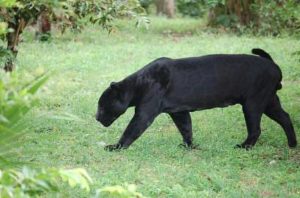 black-panther-on-grass-walking