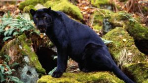 black-panther-waiting-for-pery