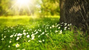 fields-spring-sunshine-flowers-grass-sunlight-light-shine-scene-nature-sun-meadow-field-landscape-ray-lights-white-wild-tree-ult