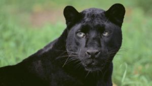 scientific-name-black-panther_38c7a28abbbb4ffa