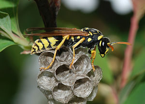 300px-wasp_march_2008-3