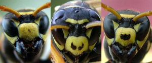 paper-wasp-recognises-faces-two-faced-wasp