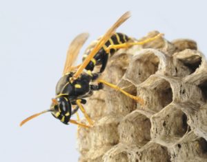 wasp_paper_gallery_5