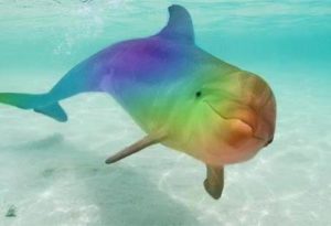 rainbowdolphin
